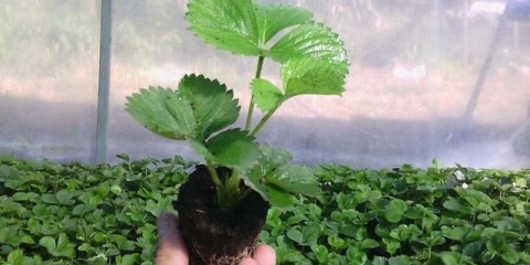 Listovi jagode požute: šta učiniti